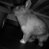 Photo #230199 de Praline