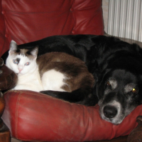 l'amitiée entre chats et chiens