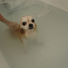 Au bain !