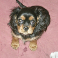 Photo #230286 de Gypsy.