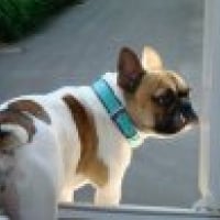Photo #230293 de Chimene