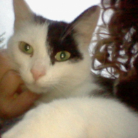 Photo #230322 de Harmonie