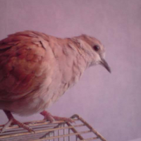 Photo #230358 de Kiwi