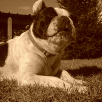 Photo #230362 de Uranie