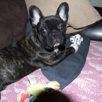 Photo #230368 de Diesel