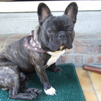 Photo #230369 de Diesel