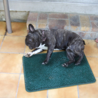 Photo #230370 de Diesel