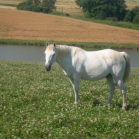 Photo #230376 de Ephir de montaux