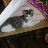 Photo #230385 de Scoubidou