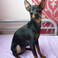 Photo #230396 de Lola