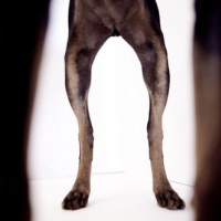 Photo #230399 de Lola