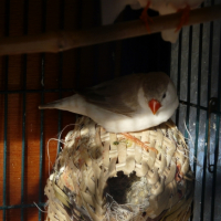 Photo #230433 de Azur et co'