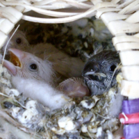 Photo #230434 de Azur et co'