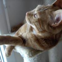 Photo #230447 de Dyn
