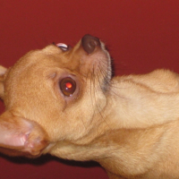 Photo #230483 de Dingo