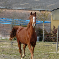 un ptit galop