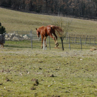 quatres pieds en l'air