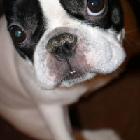 Photo #230591 de Buffy