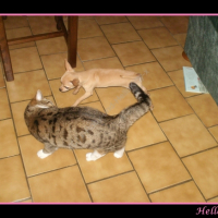 Photo #230668 de Hello kitty