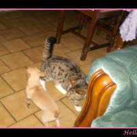 Photo #230671 de Hello kitty