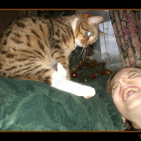 Photo #230682 de Tigresse