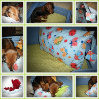 Photo #230689 de Titus