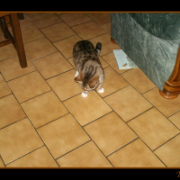 Photo #230693 de Tigresse