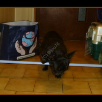 Photo #230715 de Bijou