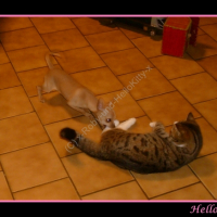 Photo #230716 de Hello kitty