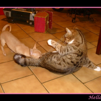 Photo #230718 de Hello kitty