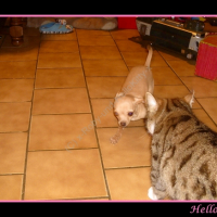 Photo #230720 de Hello kitty