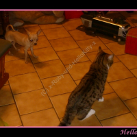 Photo #230724 de Tigresse