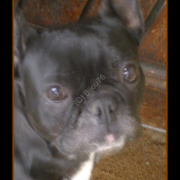 Photo #230729 de Bijou