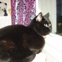 Photo #230739 de Chipie