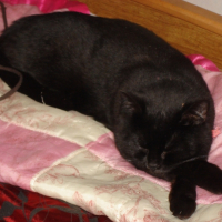 Photo #230740 de Chipie