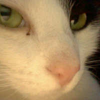 Photo #230742 de Harmonie