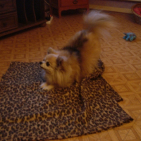 Photo #230747 de Lordchen