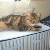 Photo #230750 de Nanette