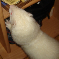 Photo #230770 de Charly