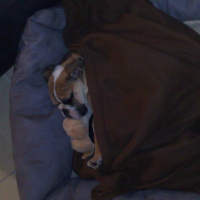 Photo #230819 de Doogy