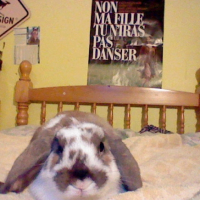 Photo #230832 de Ponpon