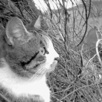 Photo #230833 de Granite