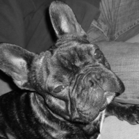 Photo #230856 de Sanka