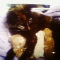 Photo #230880 de Miaouss