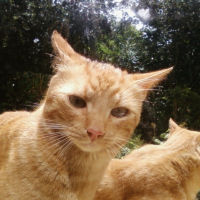 Photo #230882 de Tarzan