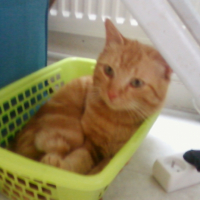 Photo #230884 de Caramel