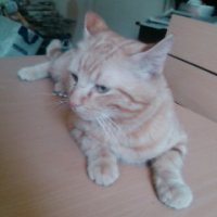 Photo #230885 de Caramel