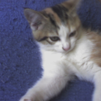 Photo #230888 de Crapule