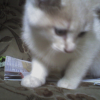 Photo #230889 de Crevette