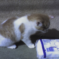 Photo #230892 de Crusty